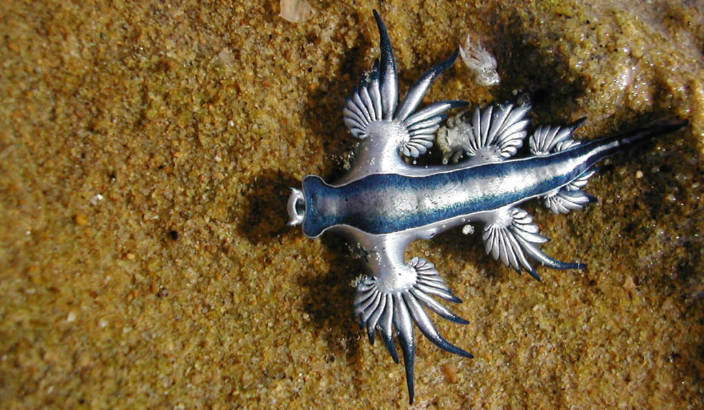 Rare Blue Dragon Sea Slug Washes Up In Australia